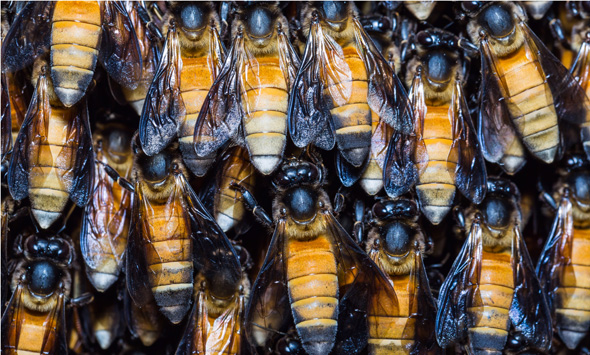 Mehrere Riesenhonigbienen nah nebeneinander 