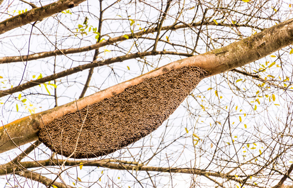 Bienenbaum mit Wabe der Riesenhonigbiene