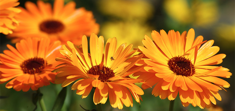 Ringelblume