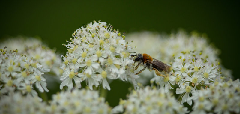 Rotschopfige Sandbiene auf einer Blüte