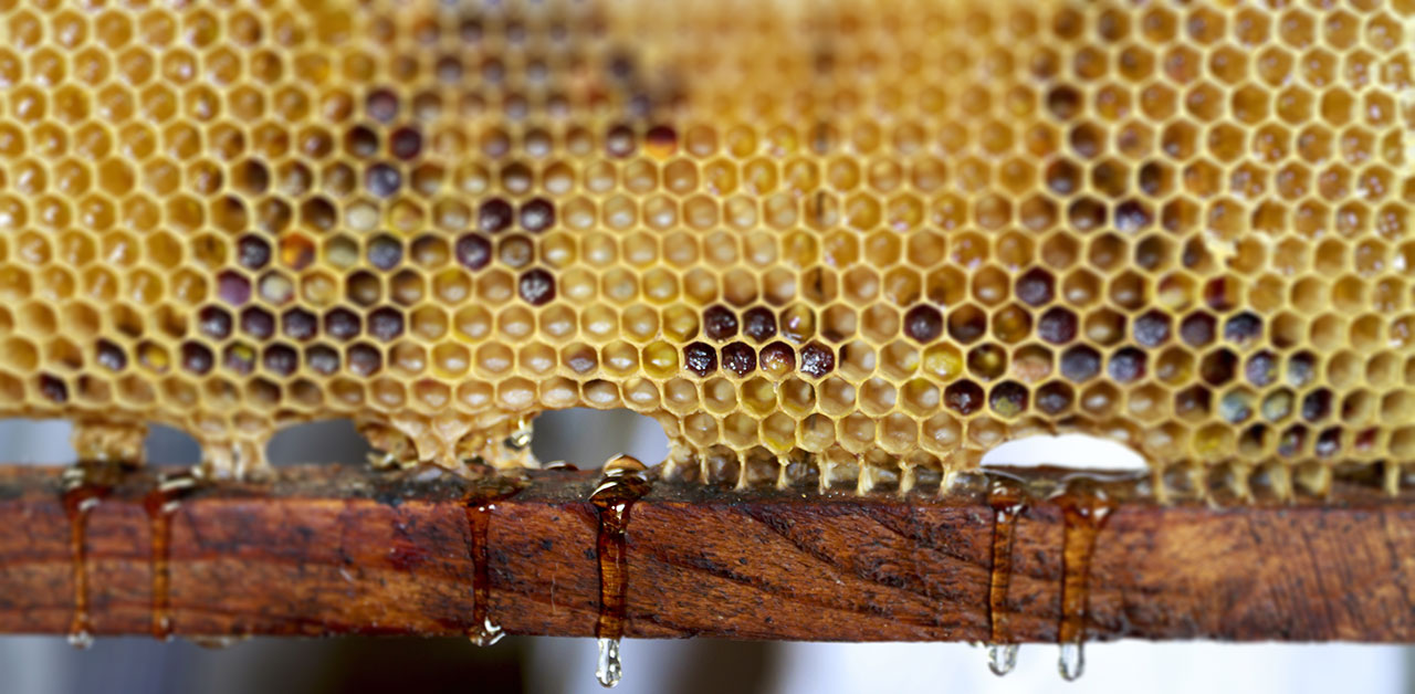 Wissen rund um Honig