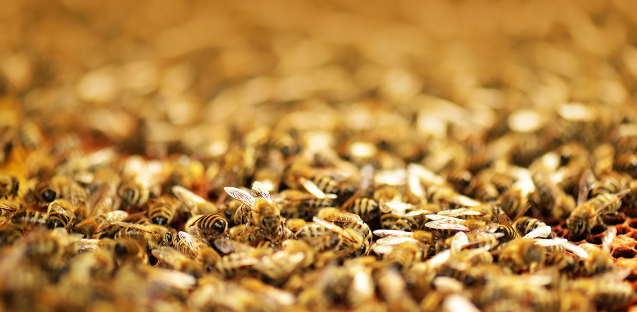 Rund um Honigbienen