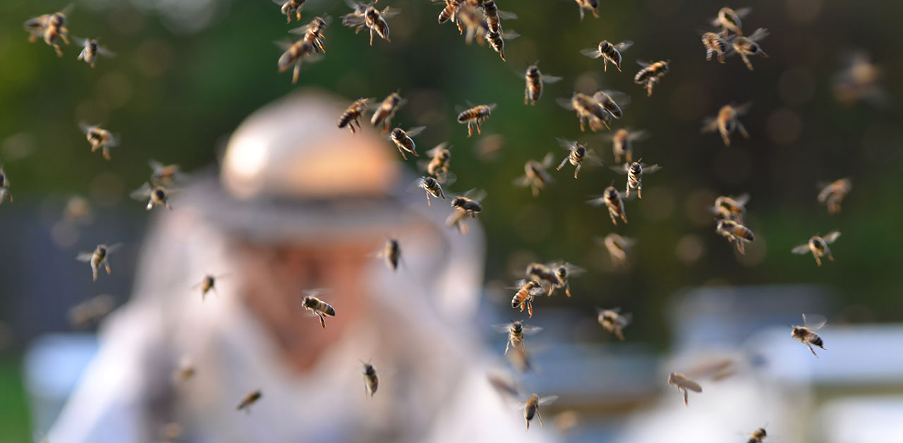 Imker bei seinen Bienen im Garten