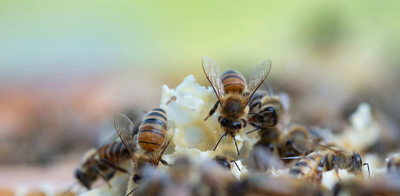 Bienen in Nahaufnahme auf Wabenstück