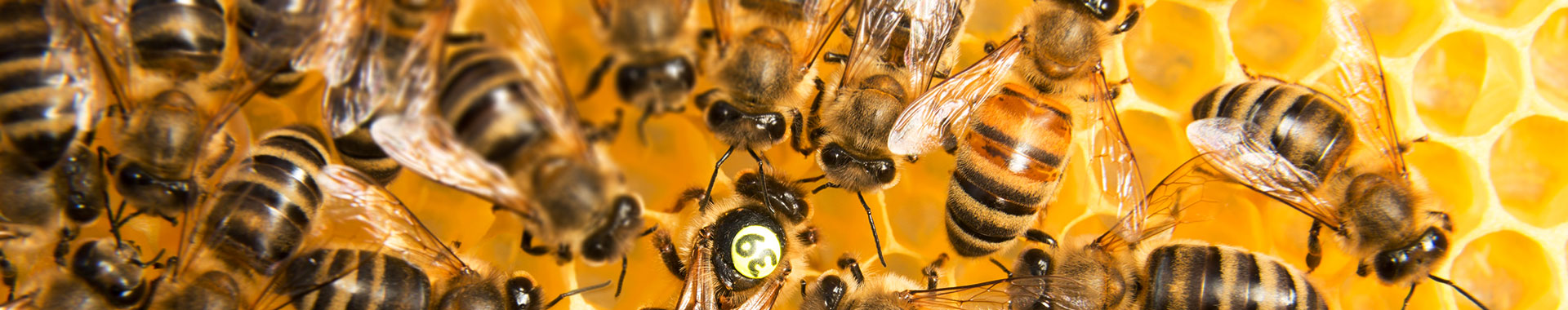 Bienen auf einer Bienenwabe 