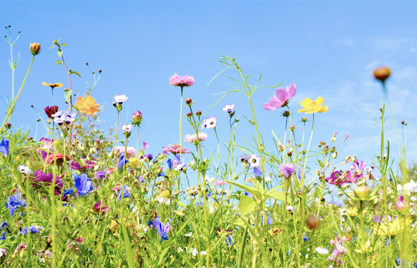 Bienenfreundliches Saatgut