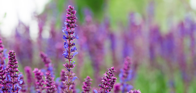 Blüte des Echten Salbeis