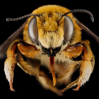 Makroaufnahme einer Biene von Sam Droege