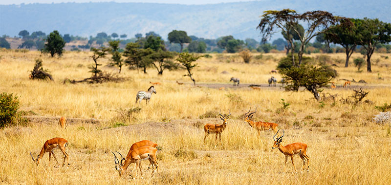 Landschaft in Kamerun