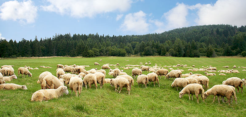 Schafe auf einer Wiese