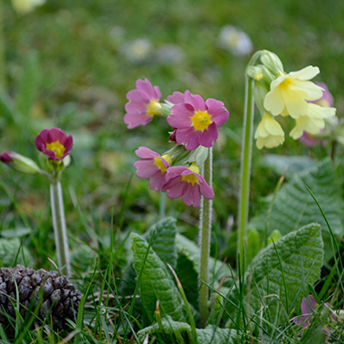 Schlüsselblume in einer Wiese