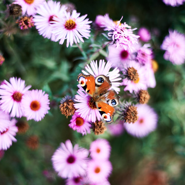 Schmetterling auf einer rosa Blüte 