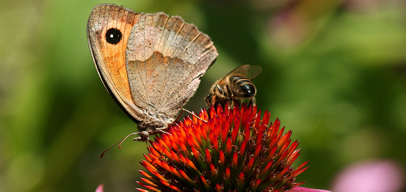 Schmetterling und Biene auf roter Blüte