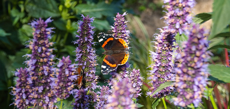 Schmetterling auf Blüten