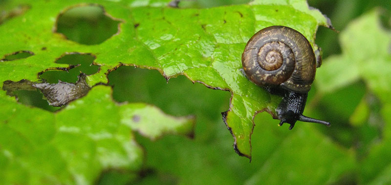 Schnecke knabbert an einem Blatt