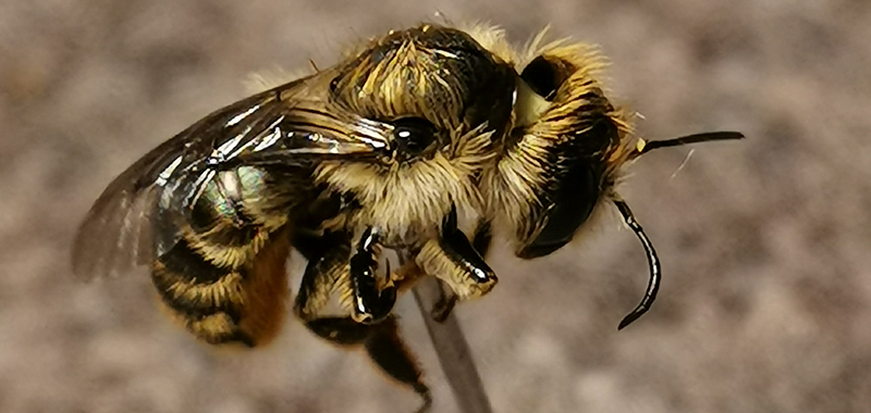 Schöterich Mauerbiene
