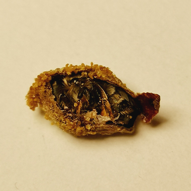 Eine ausgebildetet Schöterich Mauerbiene im Kokon