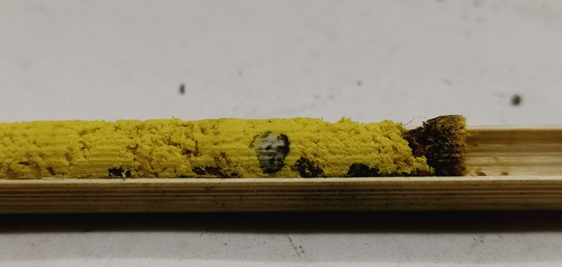 Nistgang einer Schöterich Mauerbiene mit zusammengelegten Brutzellen