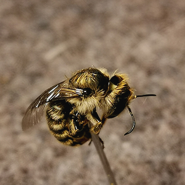 Ein Exemplar der Schöterich Mauerbiene