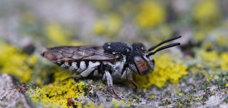 Schuppenhaarige Kegelbiene