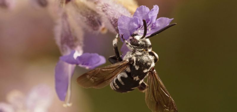 Schwarzgesichtige Fleckenbienen