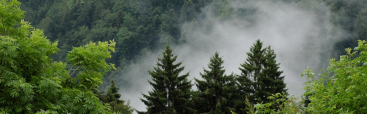 Schwarzwaldwipfel im Nebel