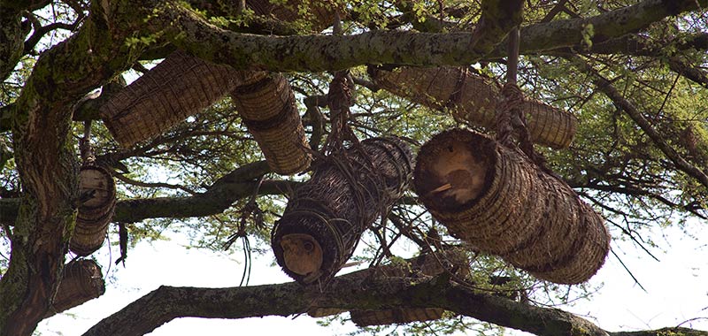 Horizontale Beuten im Baum