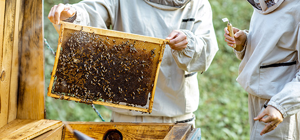 Selbst Imker werden und Honig ernten