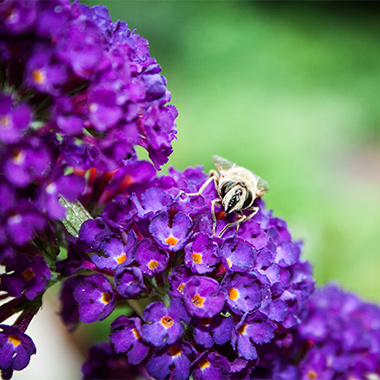 Hummel an Sommerflieder