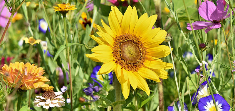 Sonnenblume in der Wiese