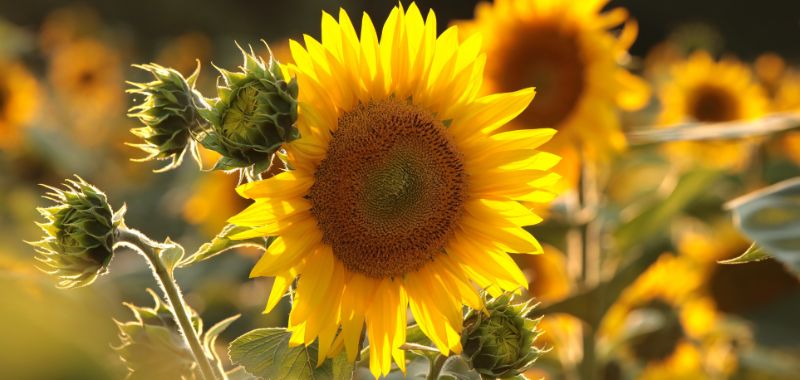Sonnenblumen werden oft angebaut, um aus den Samen Sonnenblumenoel zu gewinnen