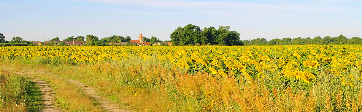 Sonneblumenfeld in Brandenburg