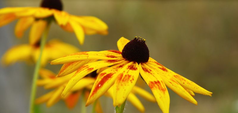 Die gelben Blueten des Sonnenhut erinnern an die der Sonnenblume