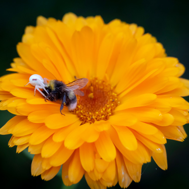 Eine Spinne frisst eine Hummel