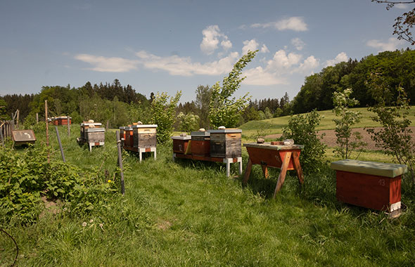 Bienenvölker von Patenimker Alwin auf einer Wiese