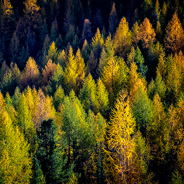 Bunter Tannenwald im Herbst