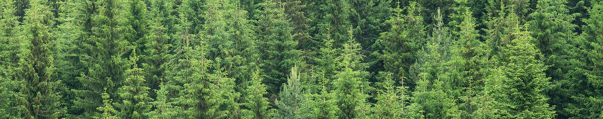 Tannenwald aus Vogelperspektive