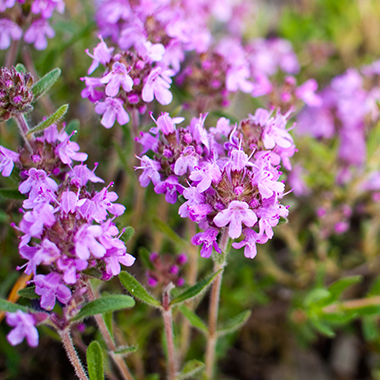 Blühender Thymian im heimischen Garten