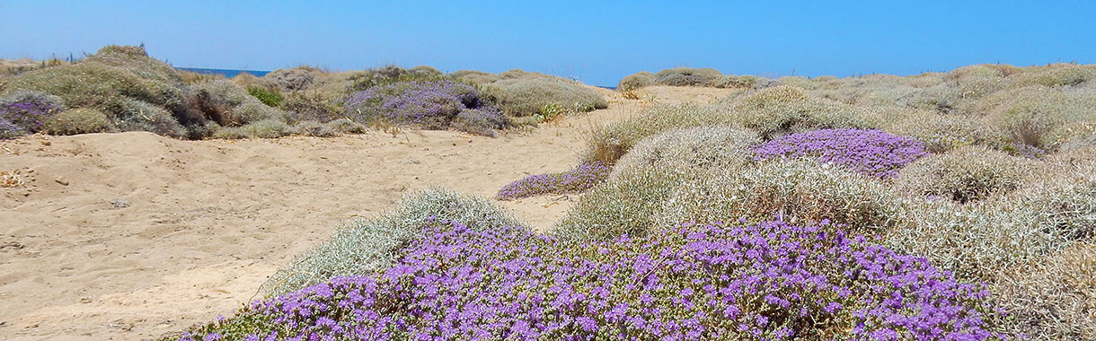 Wilder Thymian auf Kreta