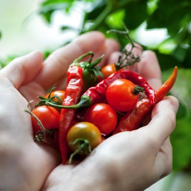 Paprika und Tomaten vom Balkon