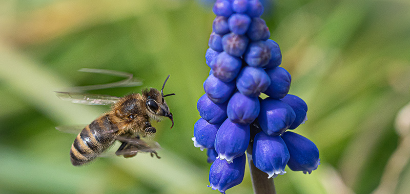 Biene und Traubenhyazinthe