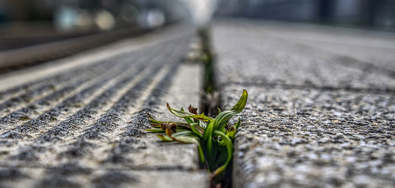 Pflanze auf der Straße