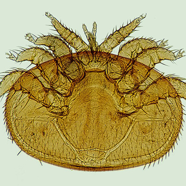 Varroamilbe unterm Mikroskop
