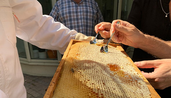 Frischer Honig aus der Wabe
