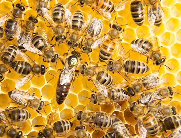 Einblick in die Welt der Bienen