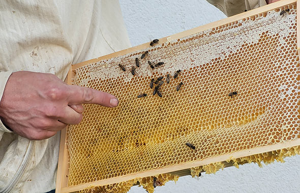 Besuch bei den Pasing Arcaden Patenbienen: Imker Jürgen präsentiert eine Bienenwabe