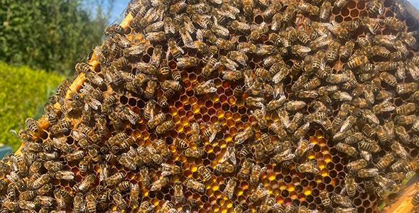 Honigbienen auf Wabe