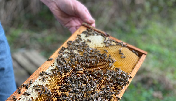 Die Patenbienen von Linzenich