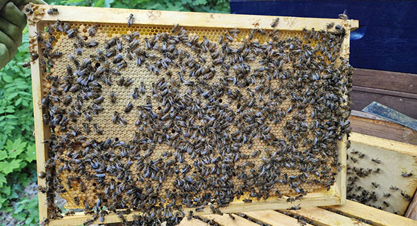 Honigbienen auf Wabe