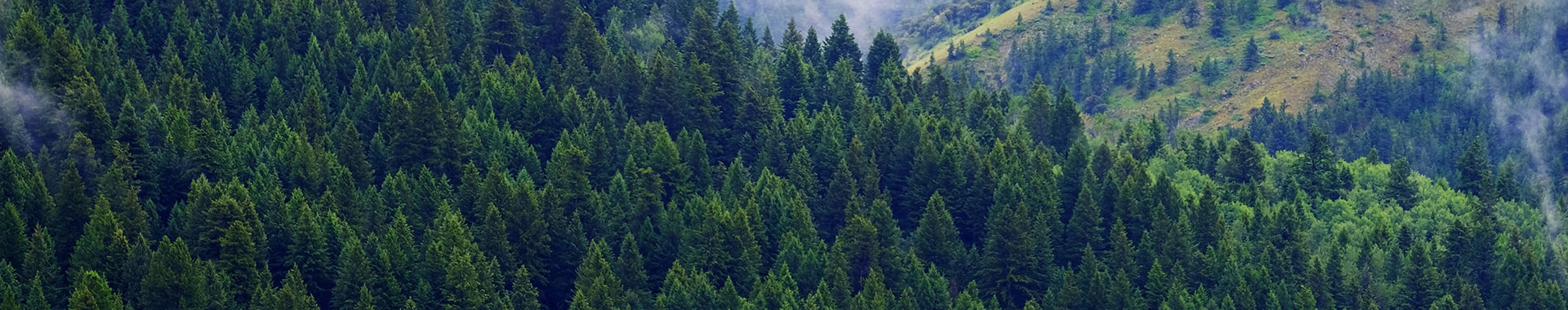 Wald in Baden-Württemberg